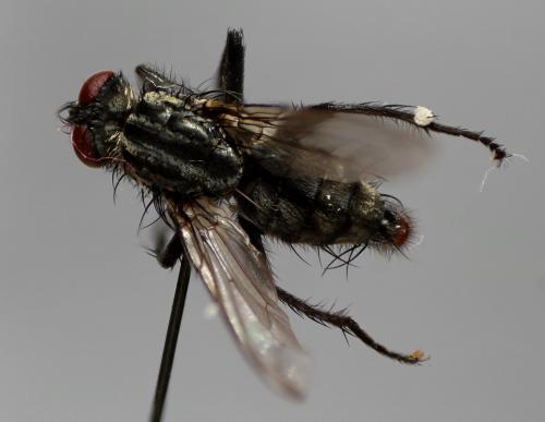 Sarcophaga vagans